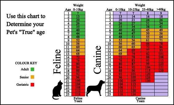 Country Animal Hospital and Pet Boarding - Surveillance Screening